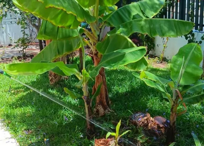 Tirma * Playa del Ingles (Gran Canaria)